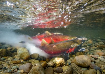Coho salmon oncorhyncus kisutch spawning