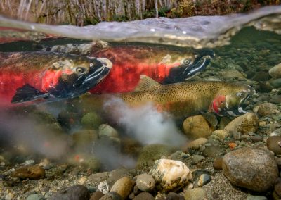 end of egg release from coho salmon