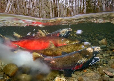 over under image with coho salmon spawning