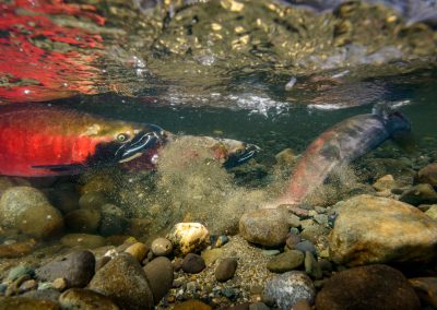 Female coho salmon covering redd after laying eggs