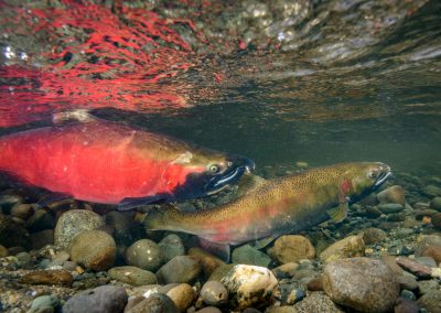 Female Coho Salmon indicating ready for egg release
