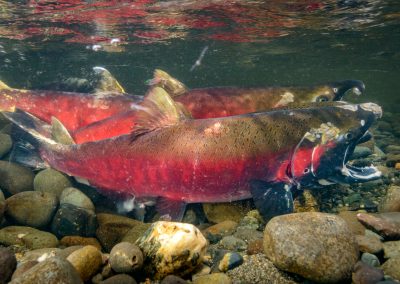 Male Coho Salmon Oncorhyncus kisutch starting to release milt