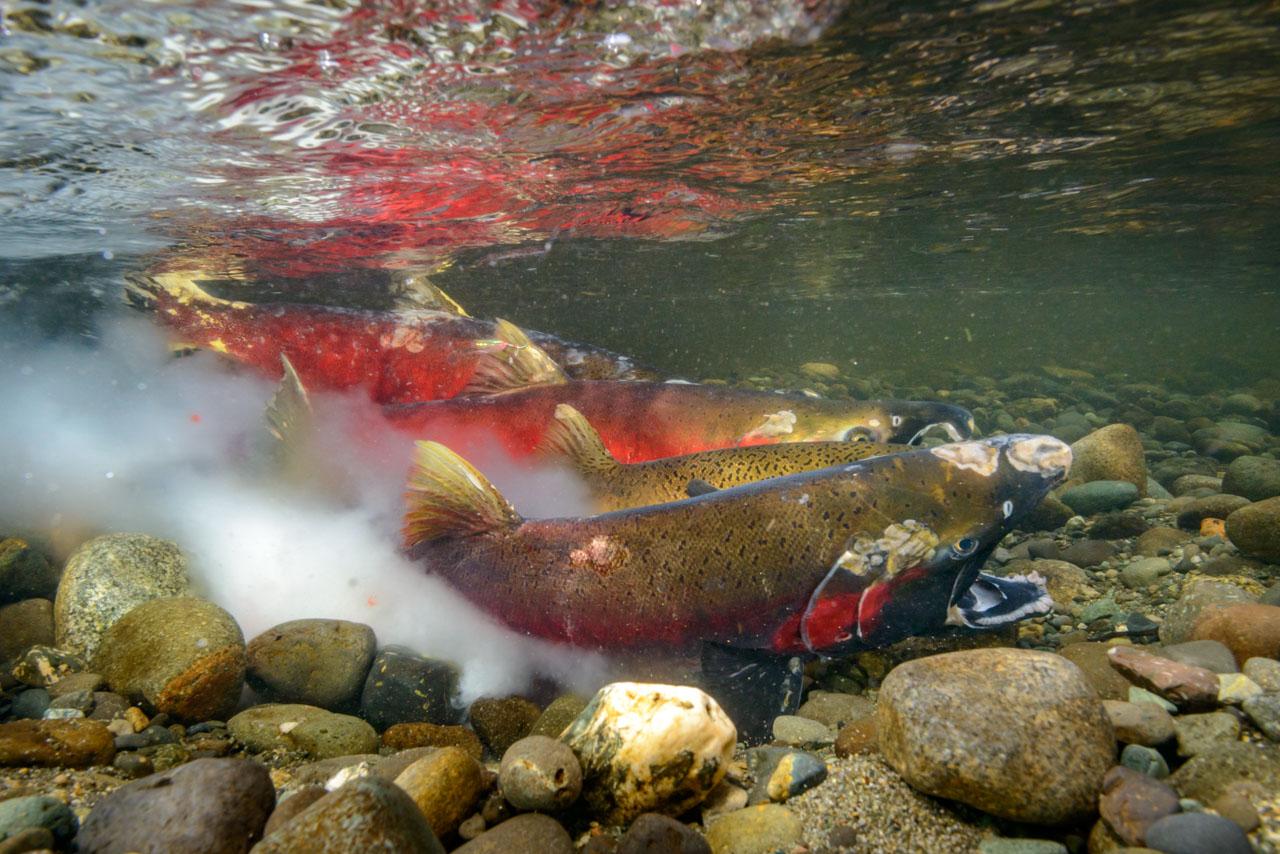 Coho Salmon spawning sequence image in Quinsam River