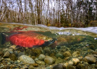 Pair of coho Salmon ready to spawn
