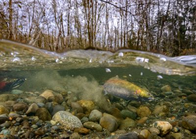 Female coho salmon digging her redd