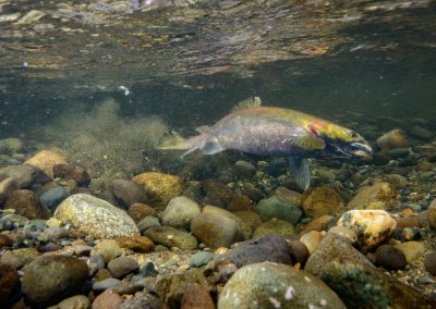 Female Coho salmon preparing her redd for spawning