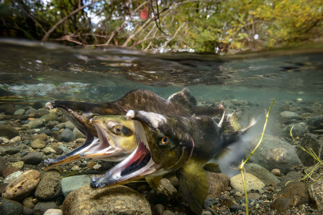 Pink Salmon Spawning in Quinsam River