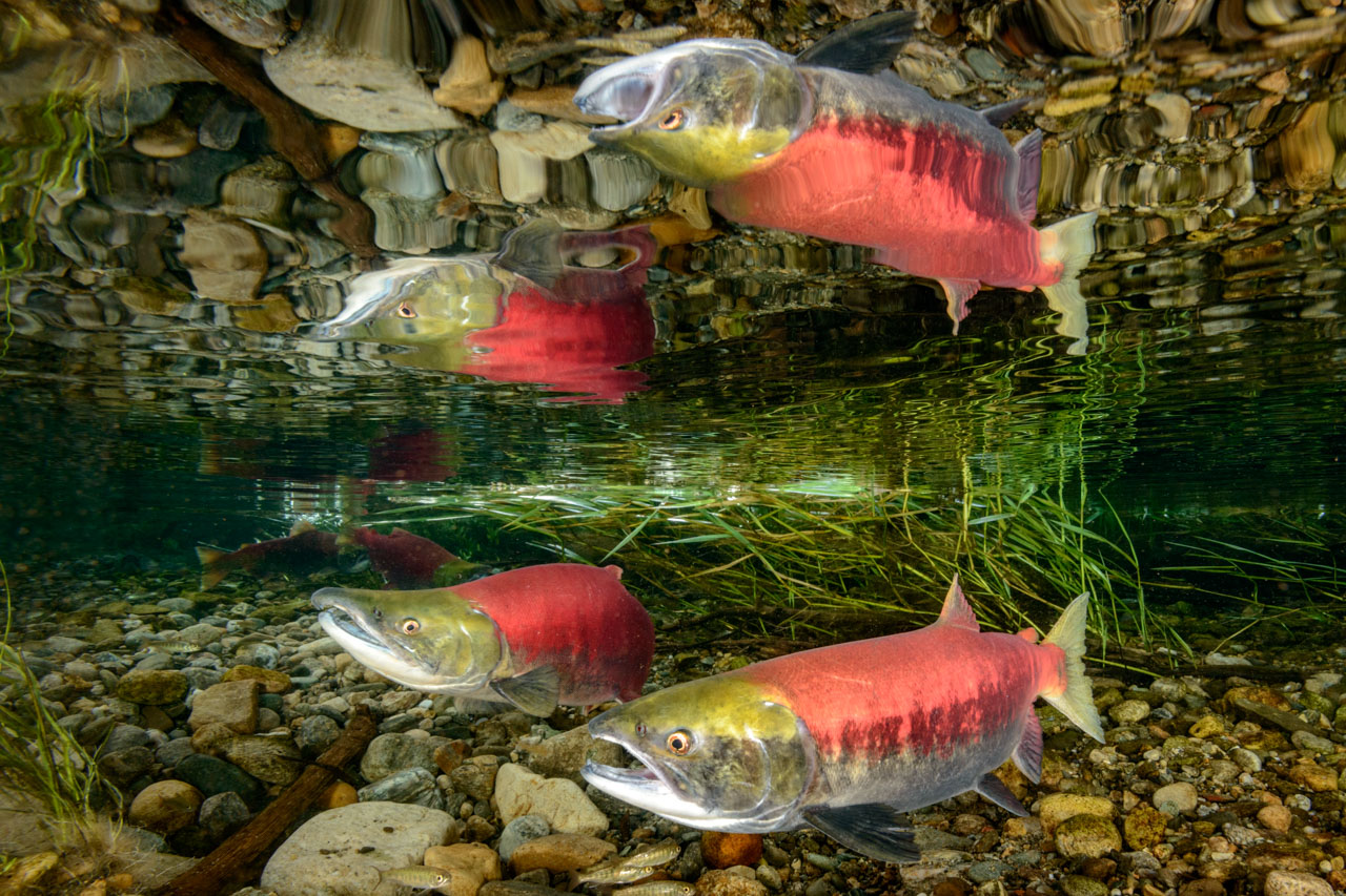 Cool reflection of a pair of Sockeye Salmon underneath the surface of the water