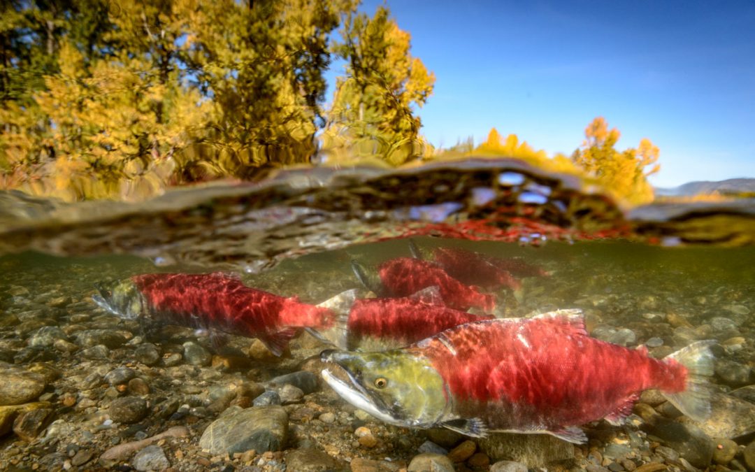 Adams River Sockeye Salmon split image