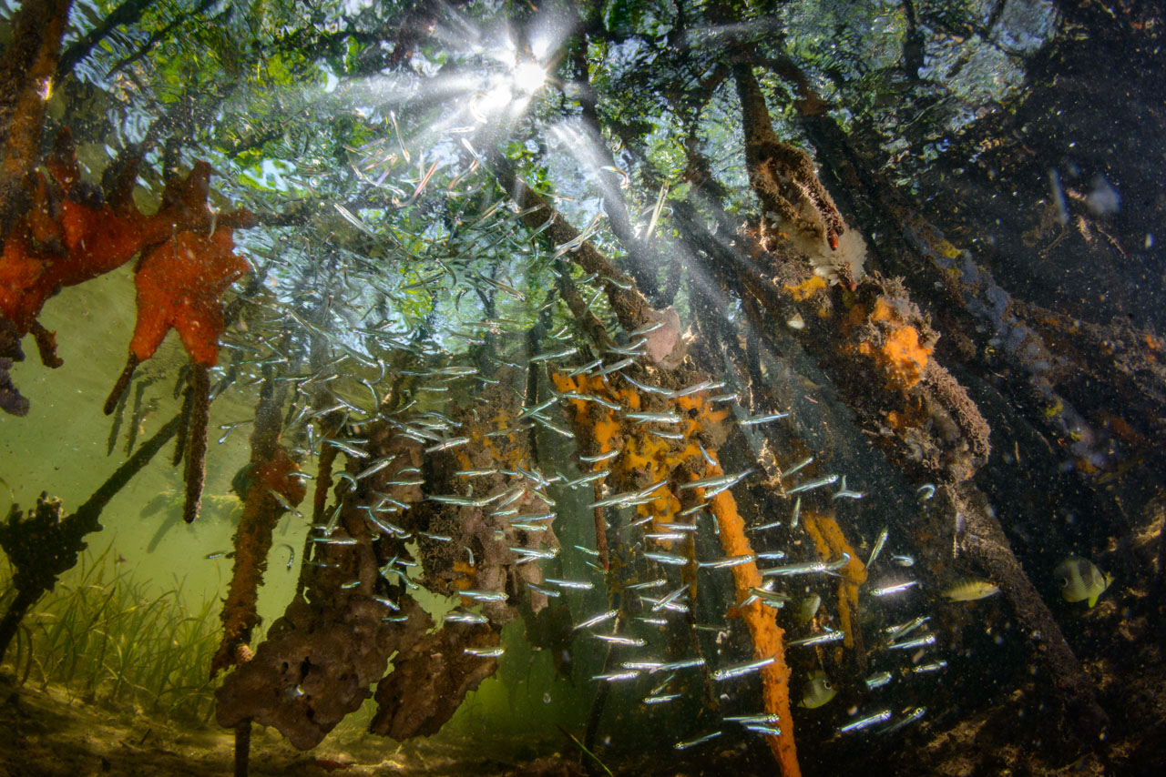 Silversides swimming among the roots of mangrove trees