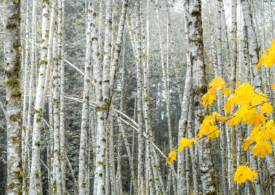 Splash of yellow maple leaves against stark trees