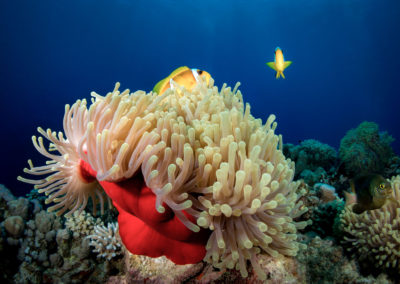 Anemone and clownfish in Red Sea