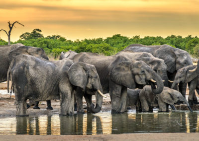 Herd of elephants at watering hole in Botswana during sunset