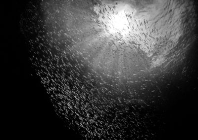 Millions of herring in ocean
