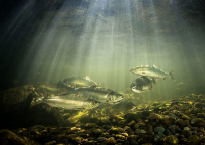 Pink Salmon in the Quinsam River