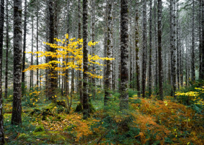 Lone yellow tree in forest