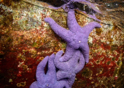 Purple sea stars on rock