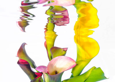 Abstract underwater image of cala lily