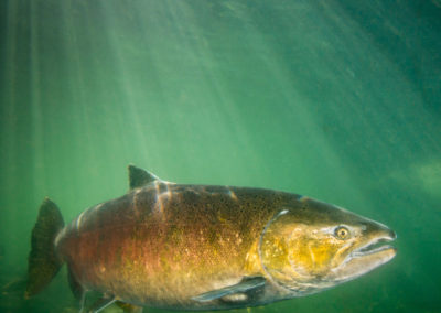 Big female chinook salmon