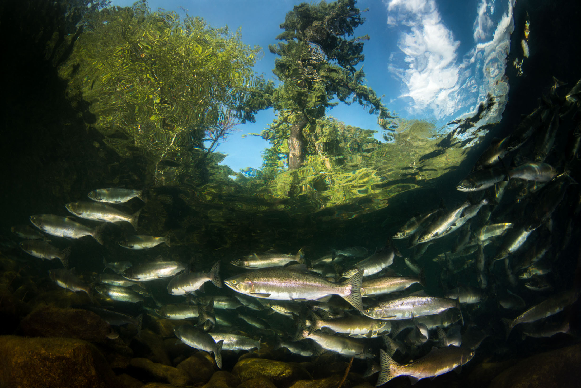 Pink Salmon Run Eiko Jones Photo And Video