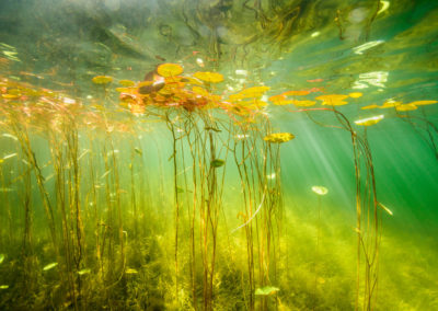 Colourful lily pad leaves underwater view