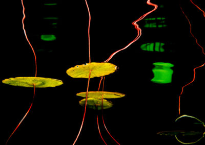 Reflections of colourful lily pad leaves and stems underwater view