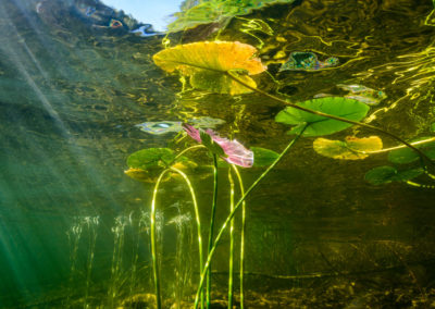 Colourful lily pad leaves underwater view