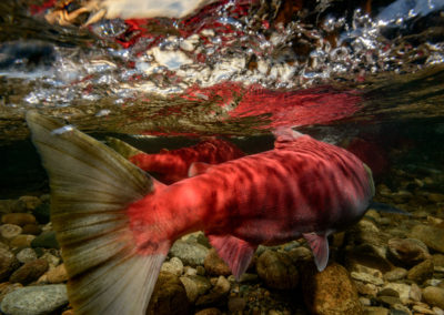 Sockeye Salmon struggling upstream