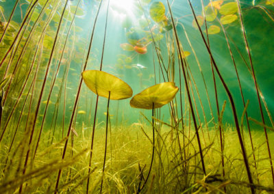 sunlight and underwater lilies