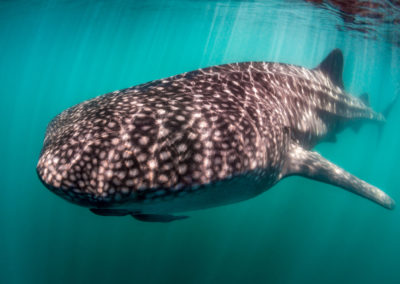 Whale Shark in the Sea of Cortez