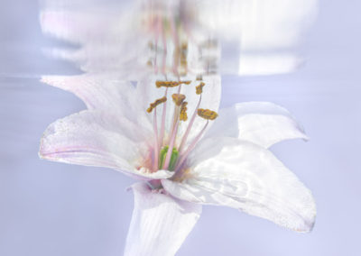 Abstract underwater image of lily