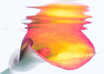 Abstract underwater image of cala lily