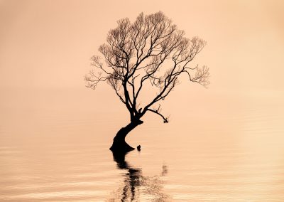 That Wanaka tree during sunrise and fog on Lake Wanaka.