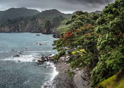 Dramatic scenery on New Zealands Coromandel Peninsula with pohutukawa trees along the rocky volcanic shoreline.