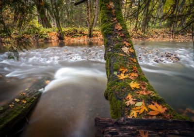 Autumn leaves along the banks of French Creek on Vancouver Island