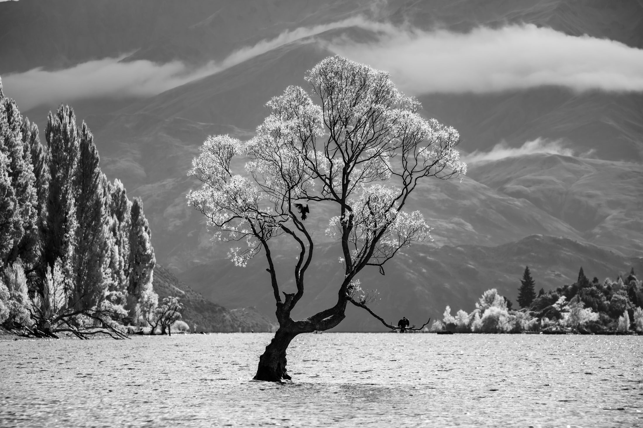Landscape Photography Trees Black And White