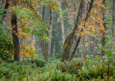 Misty conditions in forest during autumn on Vancouver Island