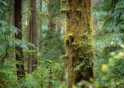 Moss and lichen cling to a tree in lush forest on Vancouver Island