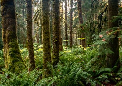 Dappled light in a forest on Vancouver Island near Campbell River