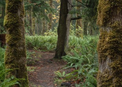 Path through lush Vancouver Island forest in Campbell River